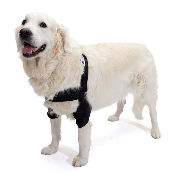 Órtesis de Codo para Perros con Artrosis Rehabilitación Canina