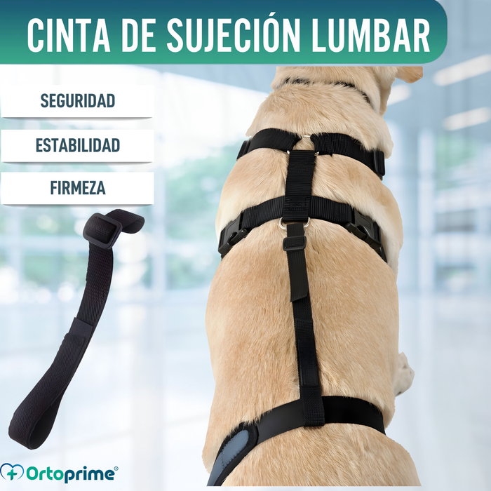 Cinta Canina de Sujeción Lumbar para Inmobilizador de Rodilla