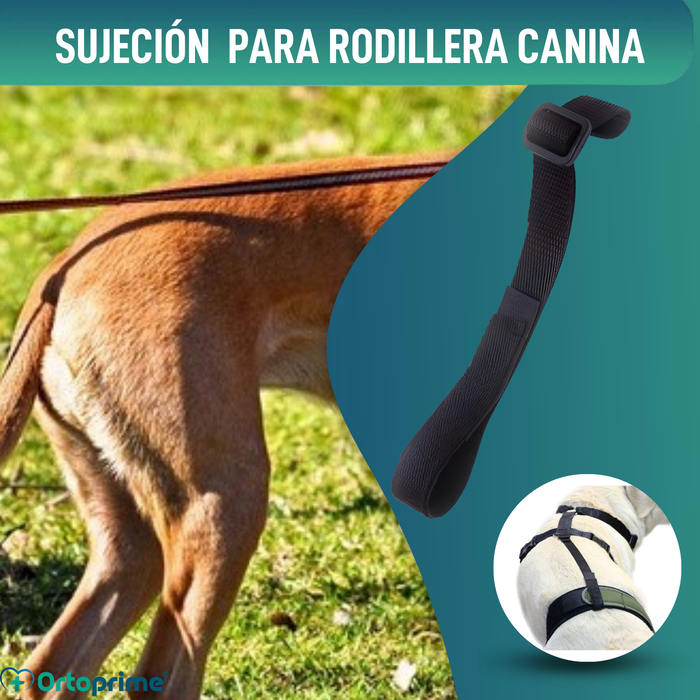 Cinta Canina de Sujeción Lumbar para Inmobilizador de Rodilla