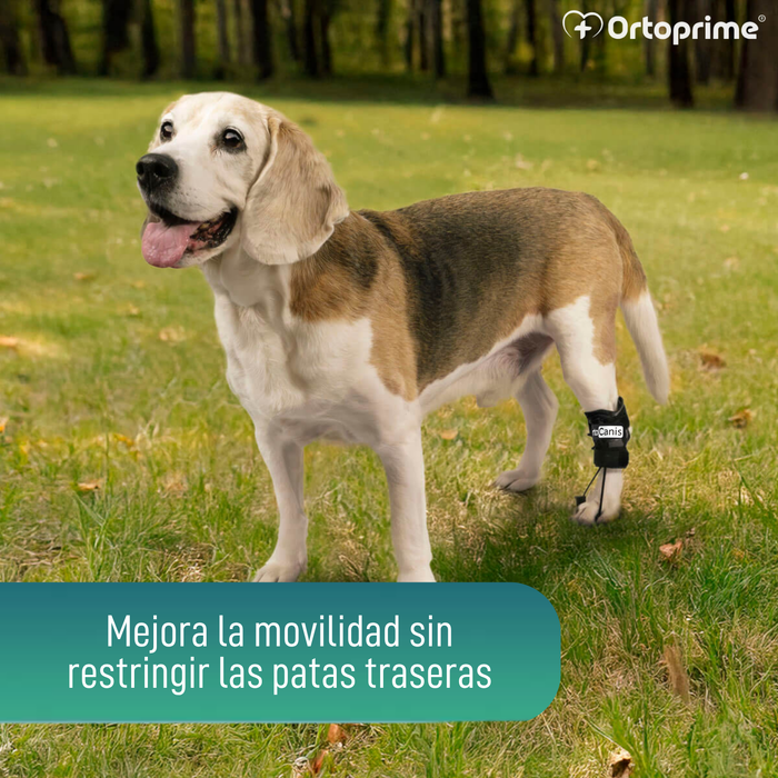 Corrector Propioceptivo para Perros con Knuckling | 5 Tallas