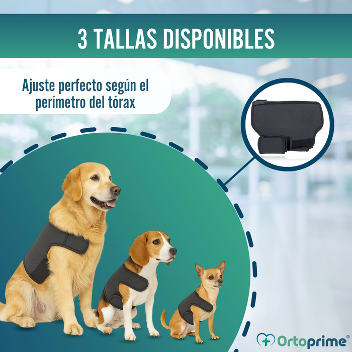 Soporte Térmico Canino Back on Track | Faja para la espalda